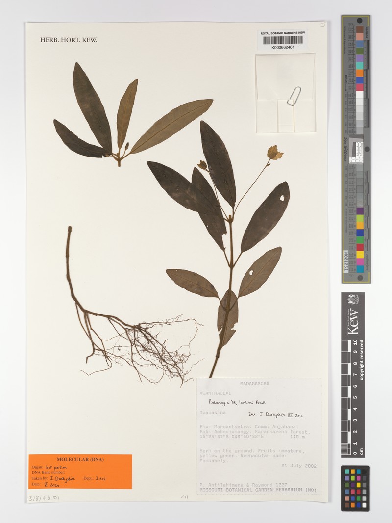 Podorungia lantzei
