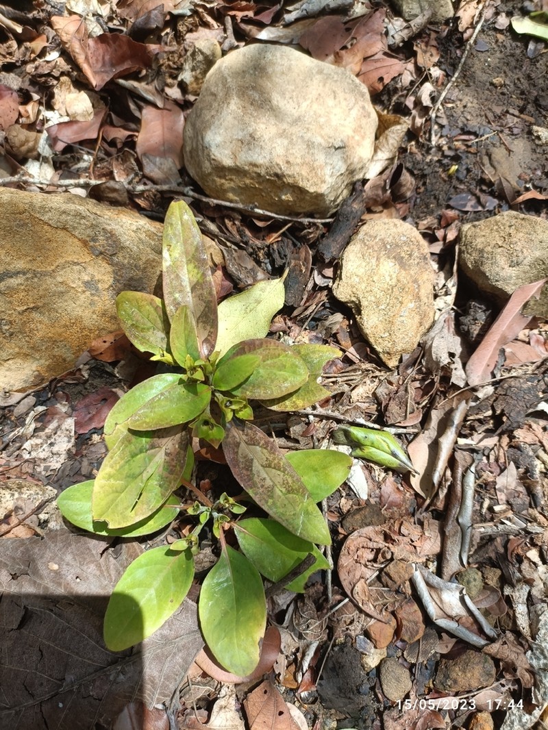 Podorungia serotina