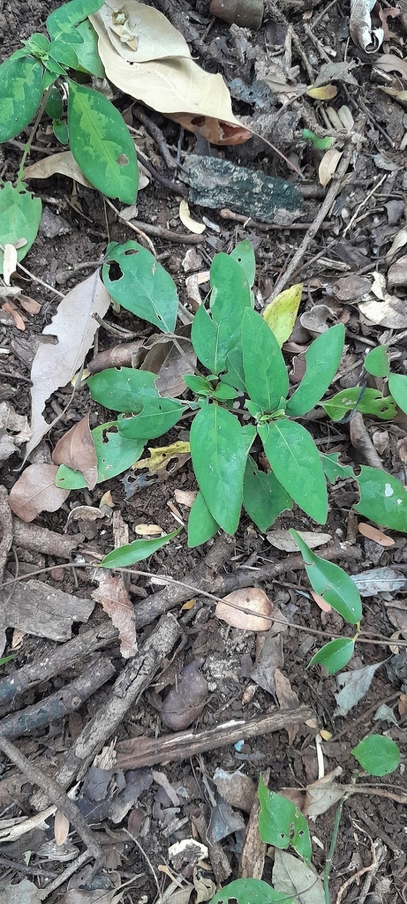 Podorungia serotina photo 2