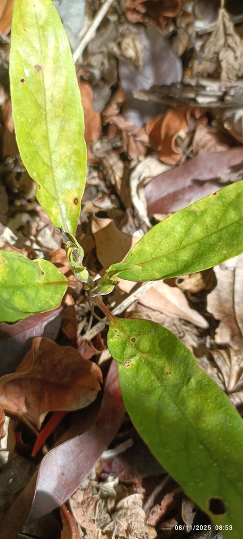 Podorungia serotina photo 5
