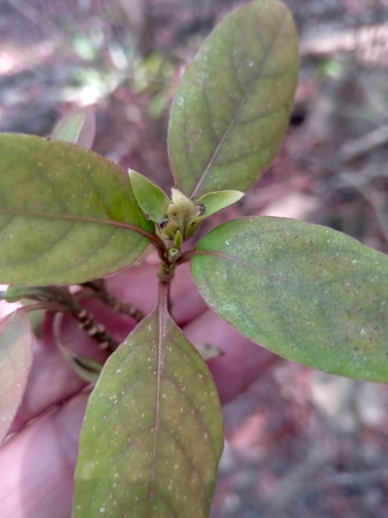 Podorungia serotina photo 6