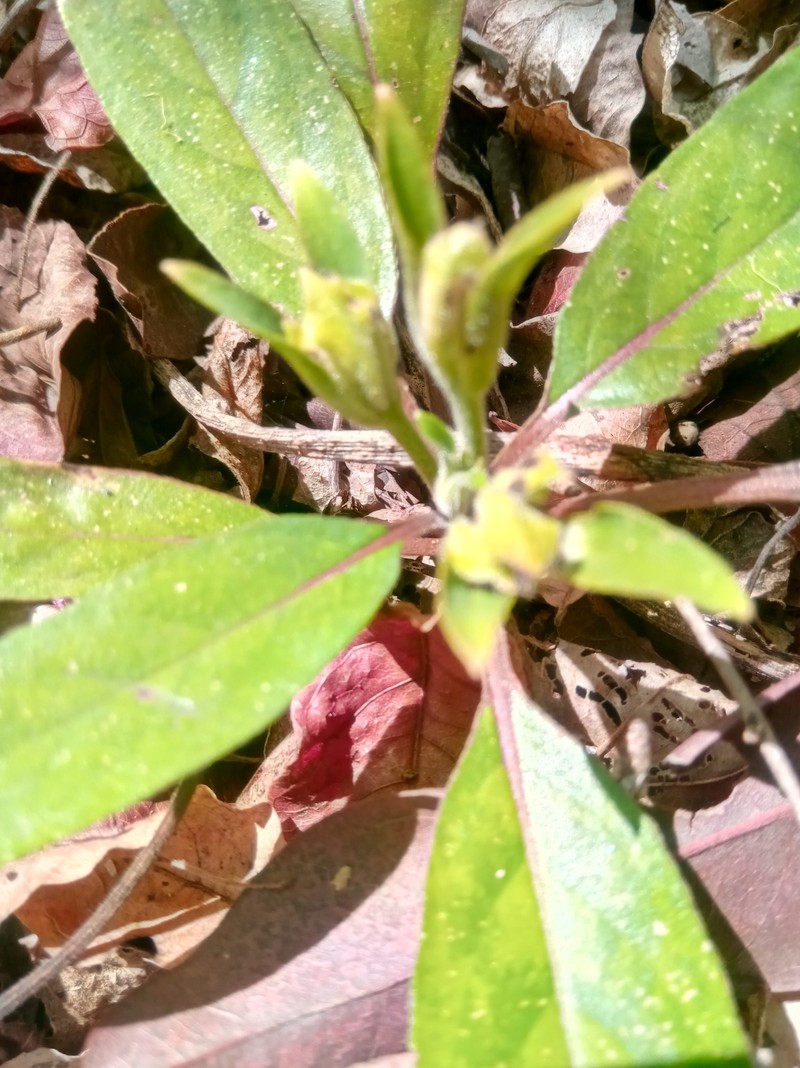 Podorungia serotina photo 7