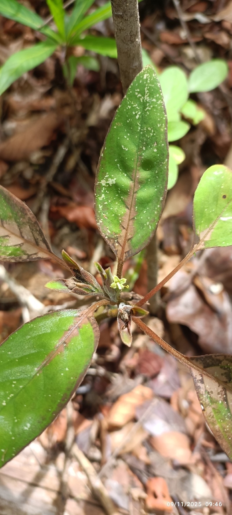 Podorungia serotina photo 8