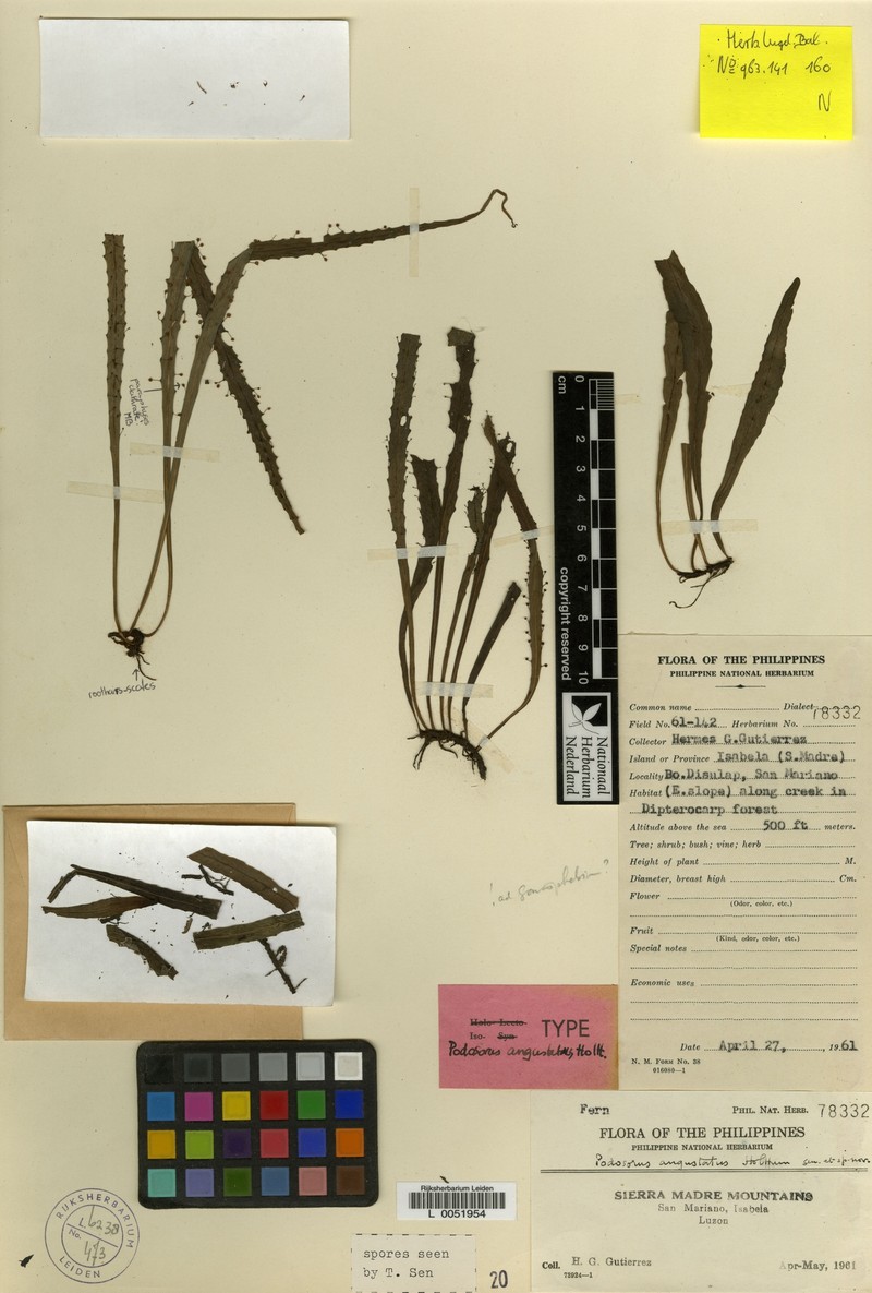 Podosorus angustatus photo 2
