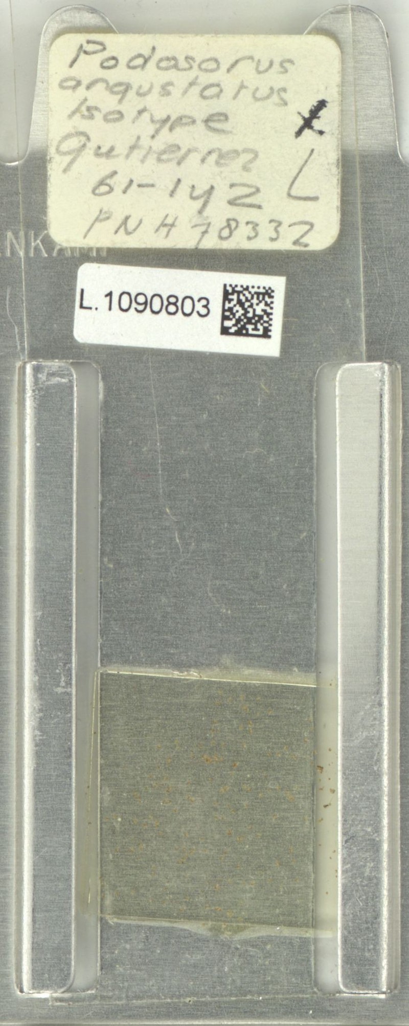 Podosorus angustatus photo 3