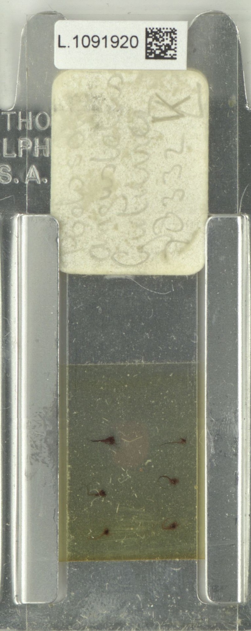 Podosorus angustatus photo 4