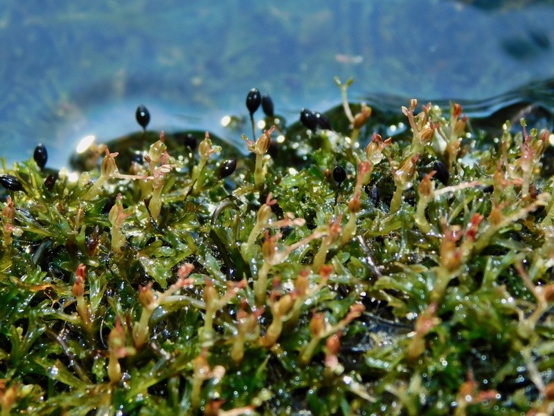 Hornleaf Riverweed