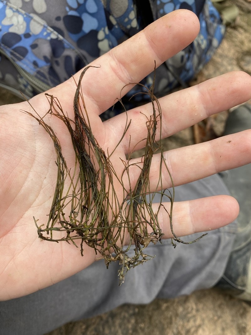Hornleaf Riverweed photo 2