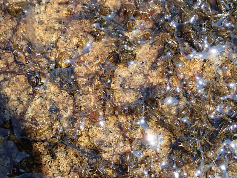 Hornleaf Riverweed photo 3