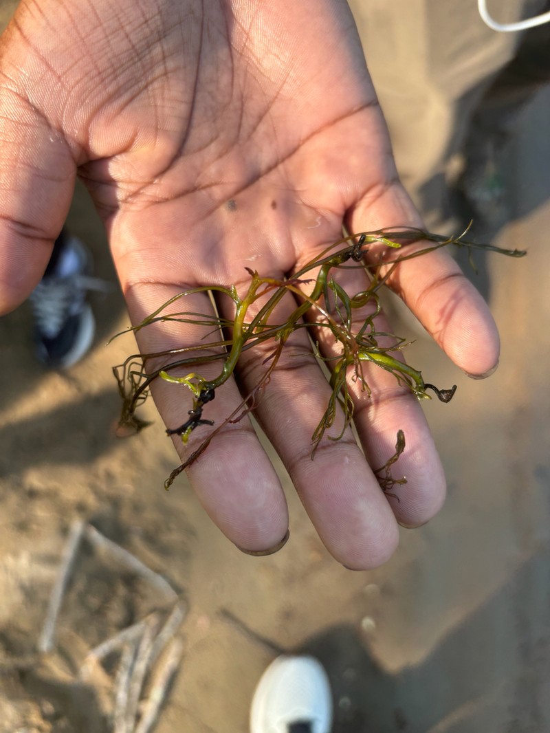 Hornleaf Riverweed photo 4