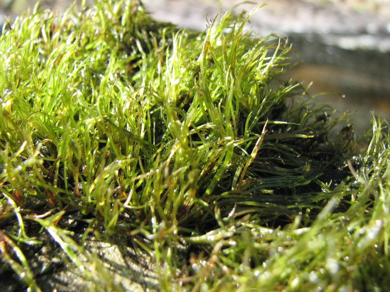 Hornleaf Riverweed photo 5