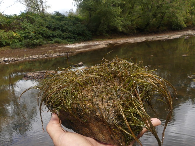 Hornleaf Riverweed photo 6