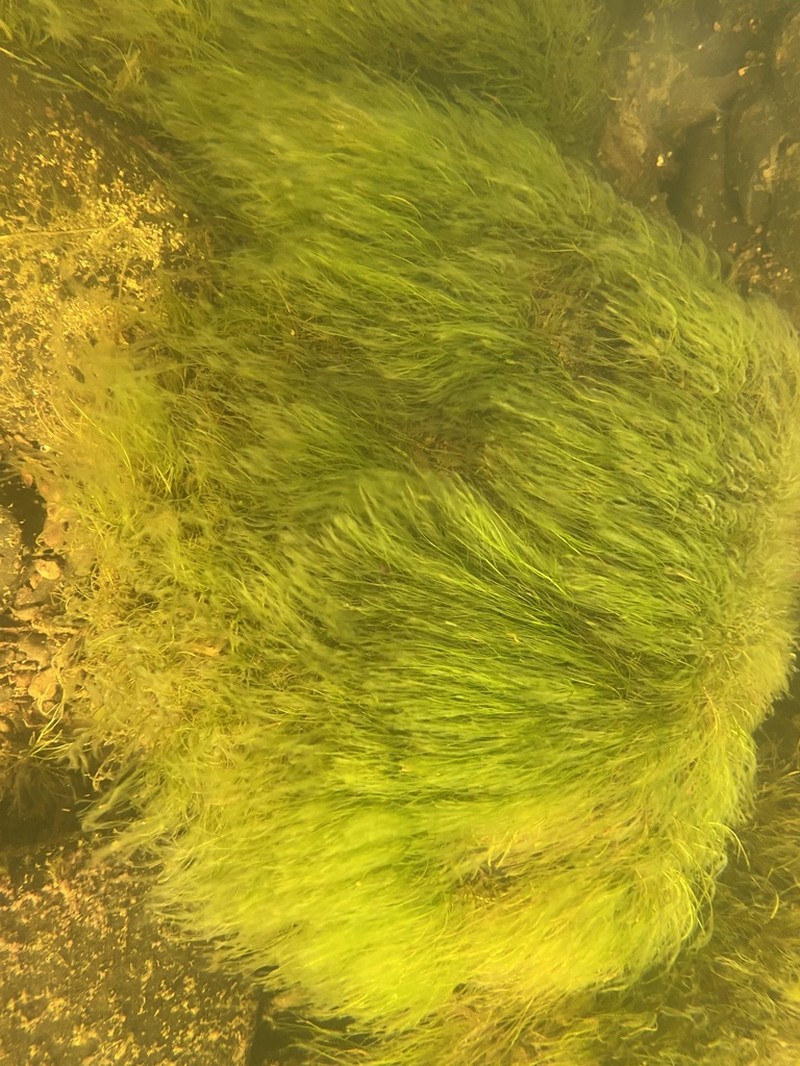 Hornleaf Riverweed photo 7