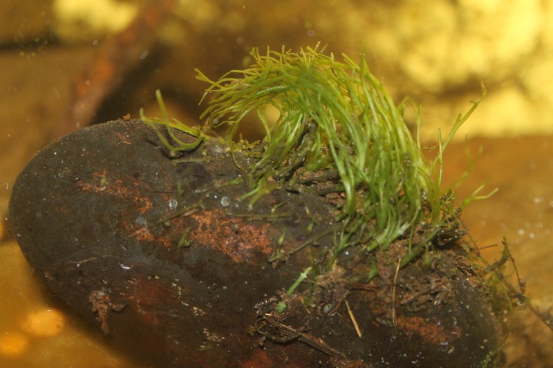Hornleaf Riverweed photo 8