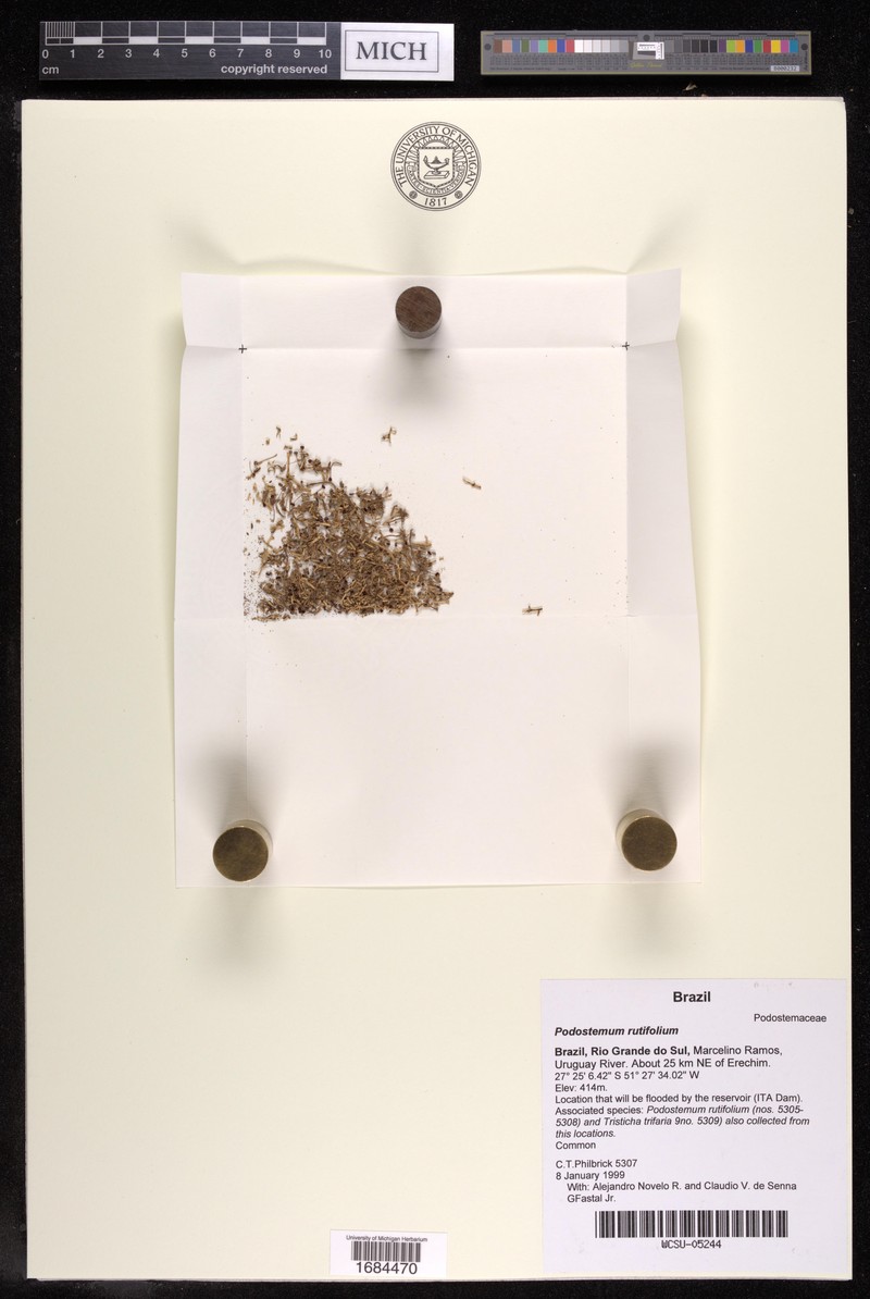 Podostemum rutifolium subsp. rutifolium photo 2
