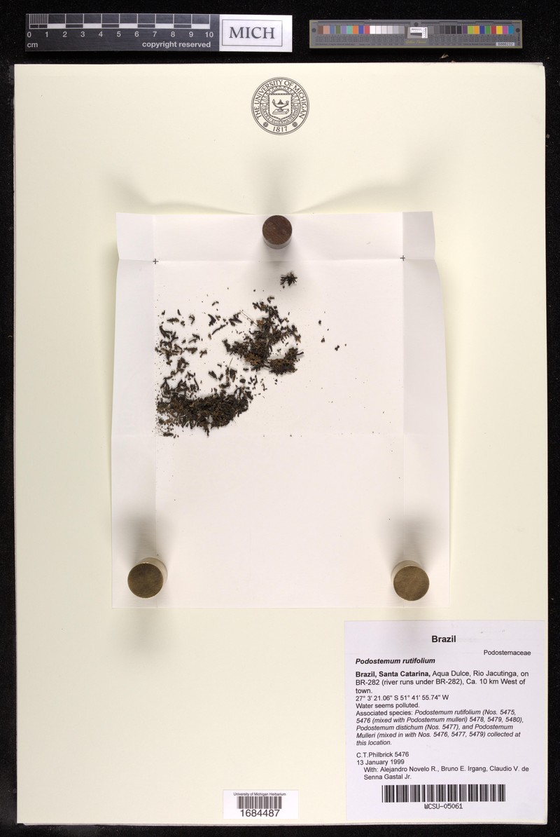 Podostemum rutifolium subsp. rutifolium photo 3