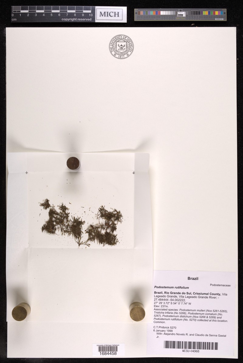 Podostemum rutifolium subsp. rutifolium photo 4