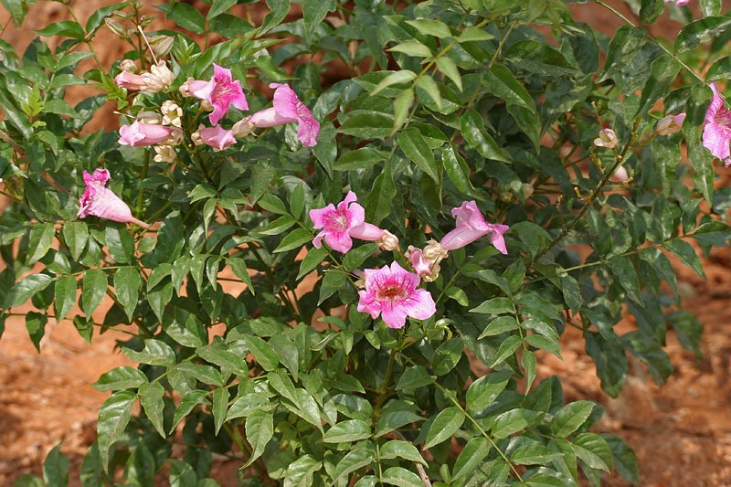 Zimbabwe Creeper photo 4