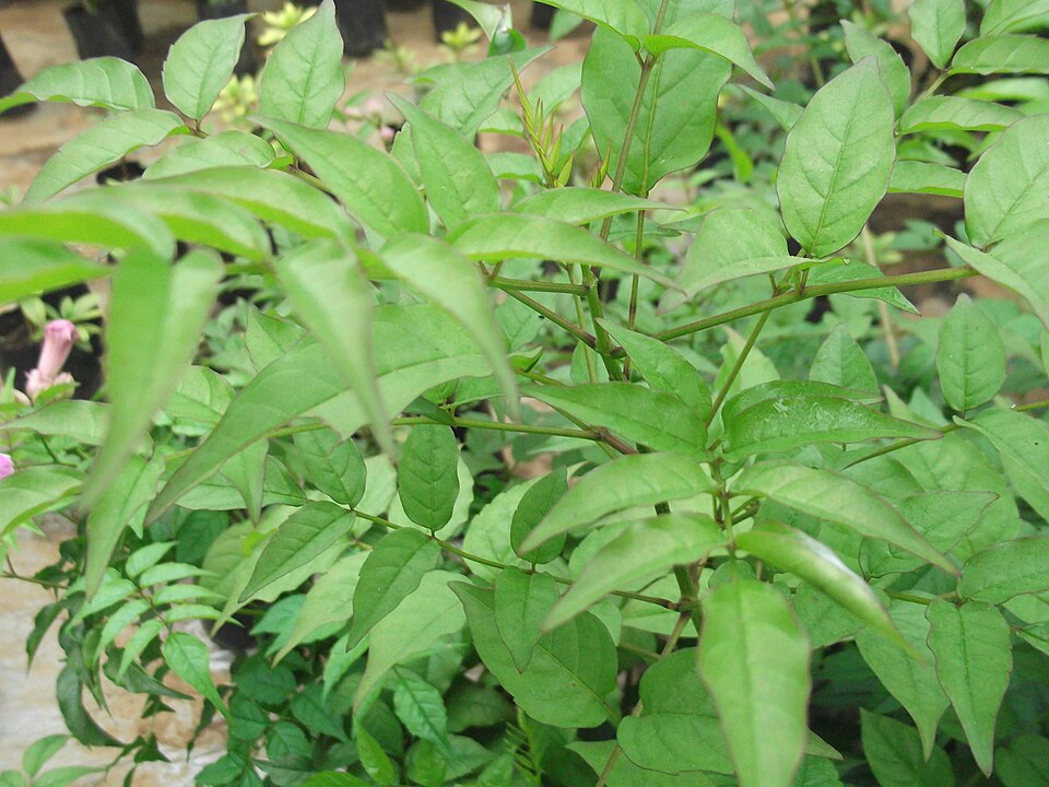Zimbabwe Creeper photo 6