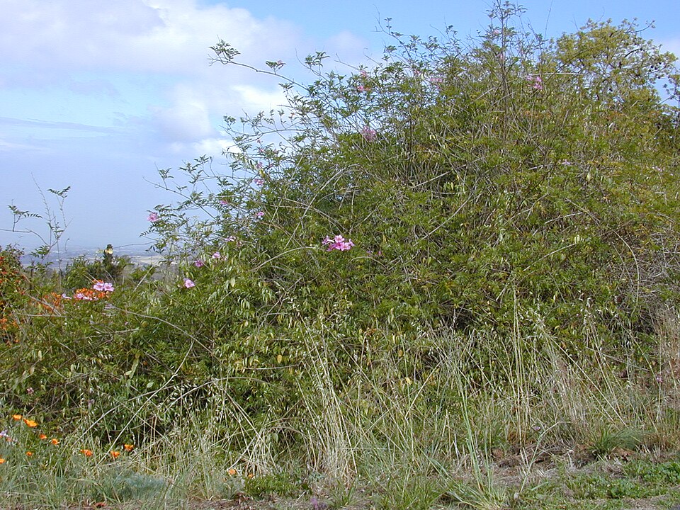 Zimbabwe Creeper photo 7