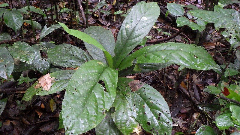 Poggea alata