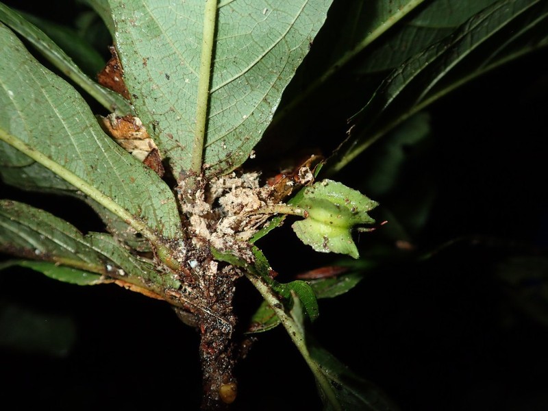 Poggea alata photo 2