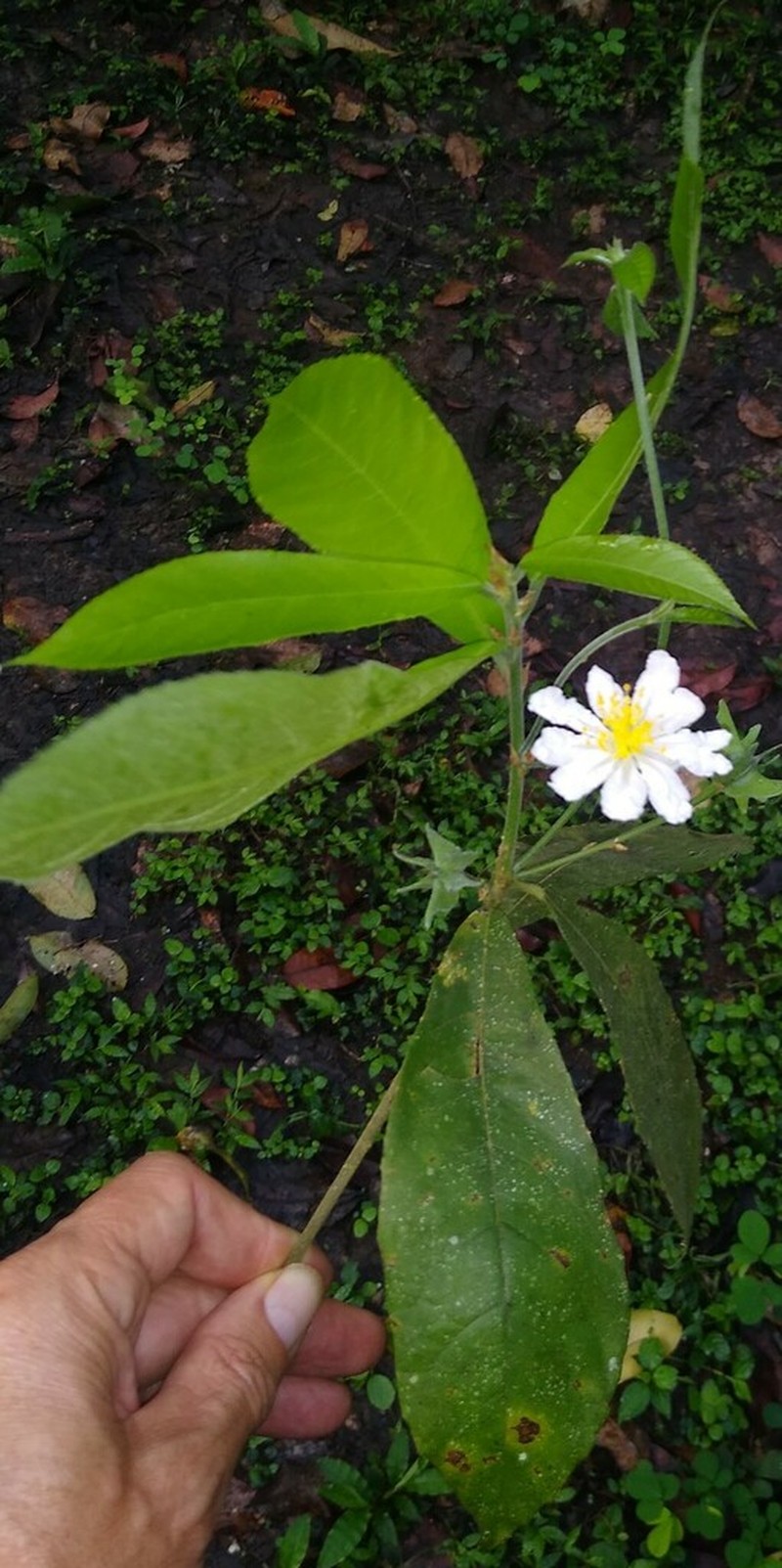 Poggea gossweileri photo 2