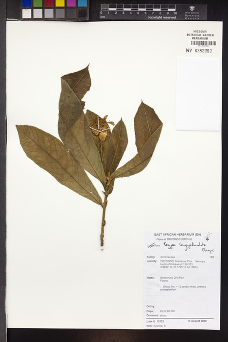 Poggea longepedunculata