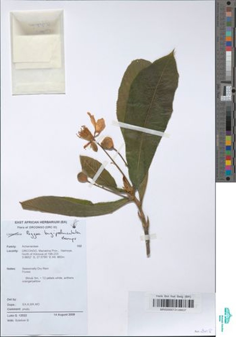 Poggea longepedunculata photo 2