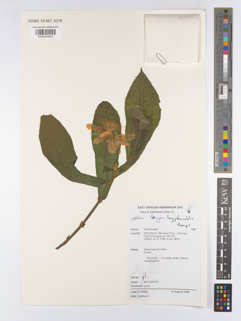 Poggea longepedunculata photo 3