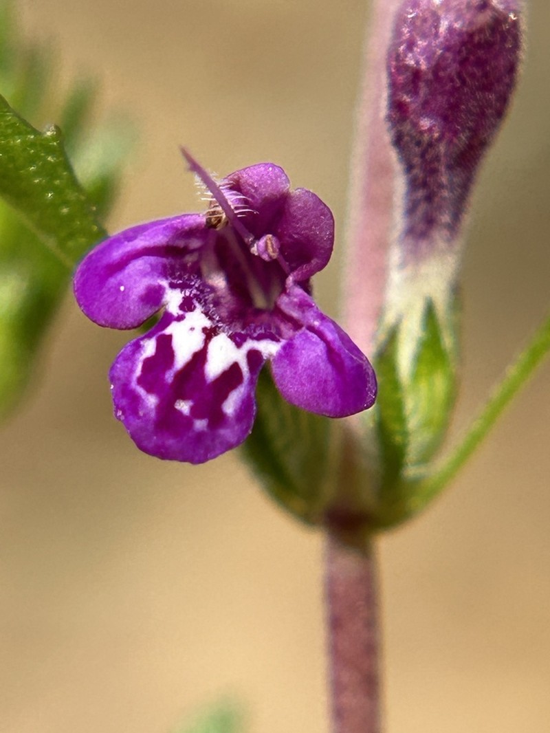 Santa Lucia Mint photo 3