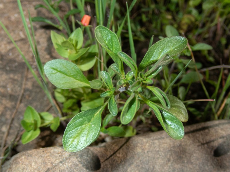 Santa Lucia Mint photo 5