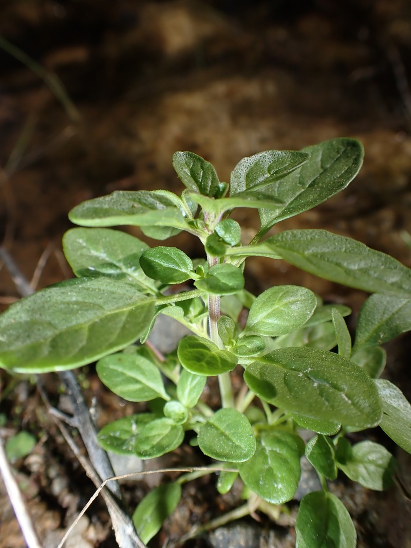 Santa Lucia Mint photo 6