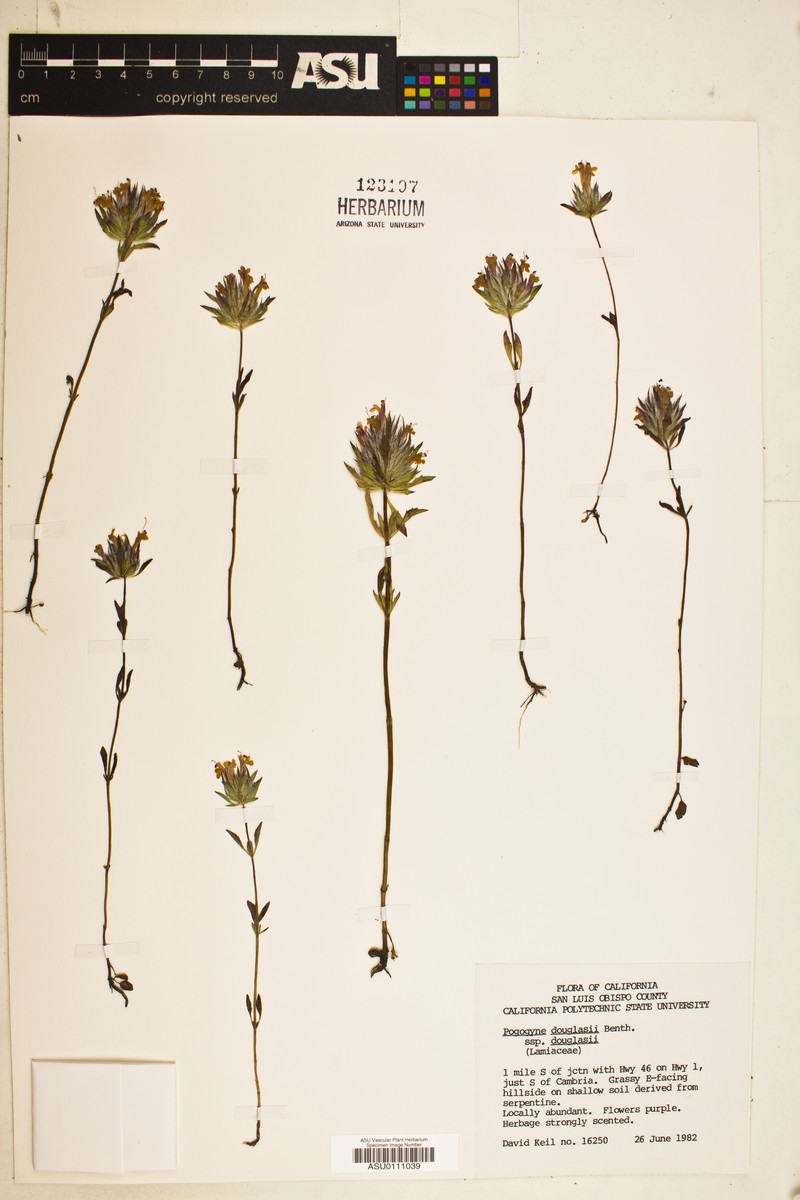 Pogogyne douglasii subsp. douglasii