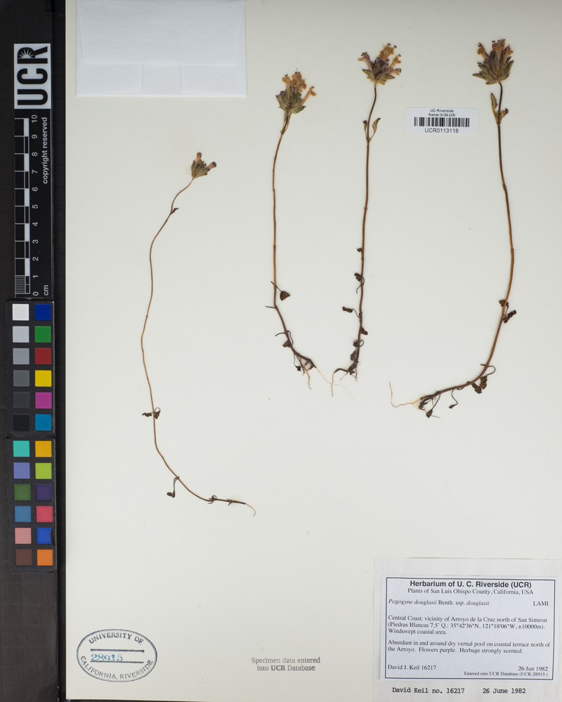 Pogogyne douglasii subsp. douglasii photo 3