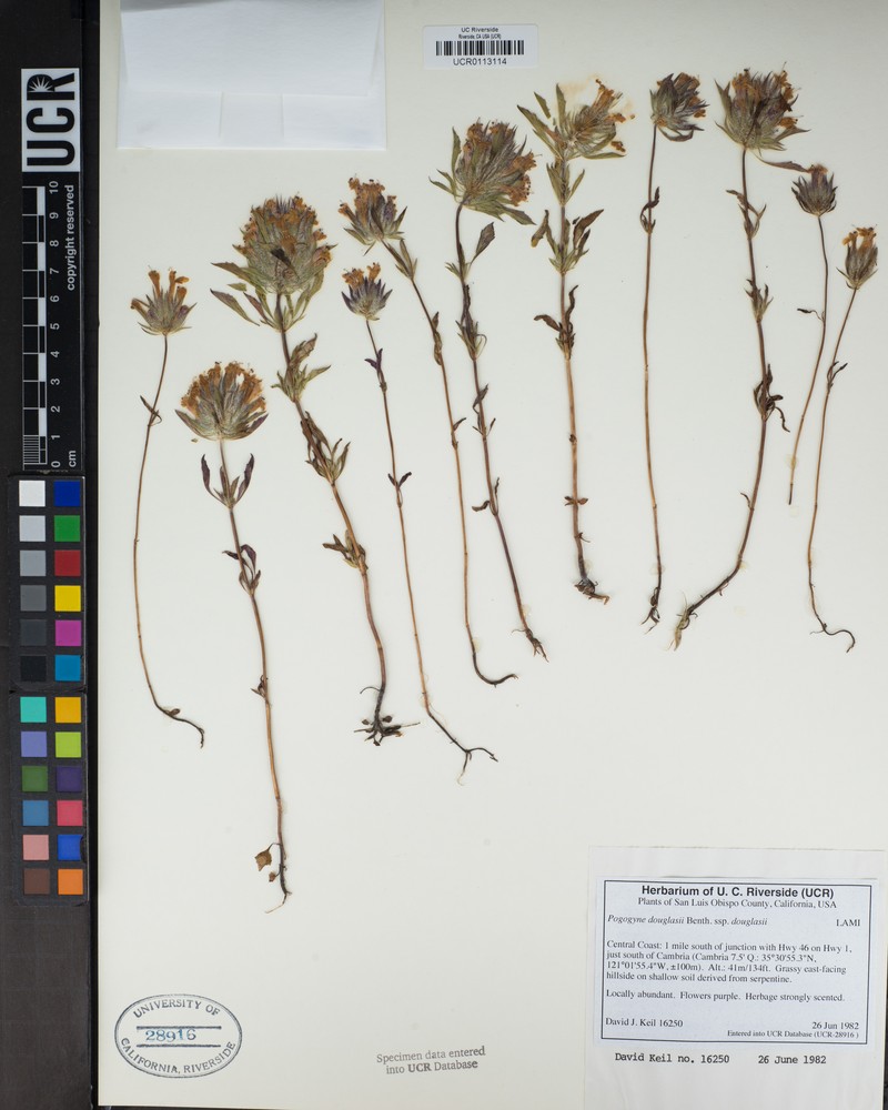 Pogogyne douglasii subsp. douglasii photo 4
