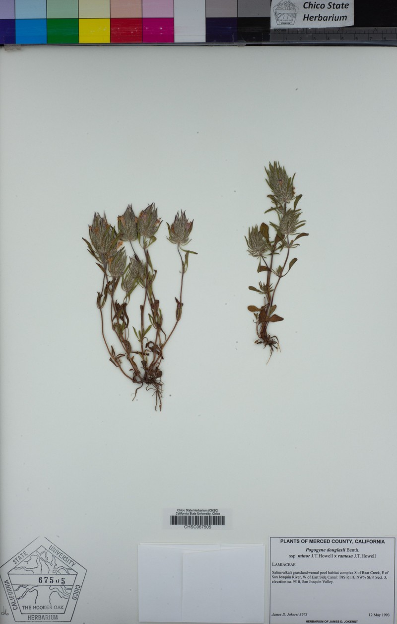 Pogogyne douglasii subsp. minor