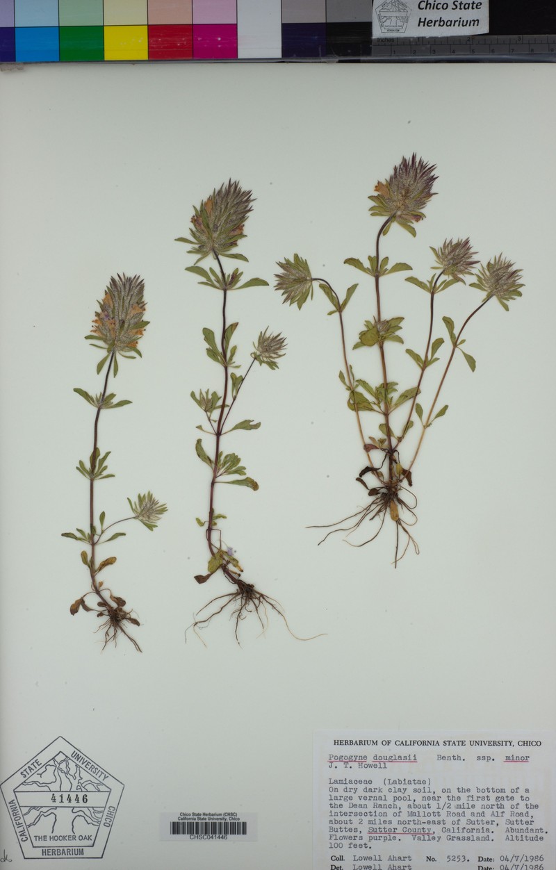 Pogogyne douglasii subsp. minor photo 2