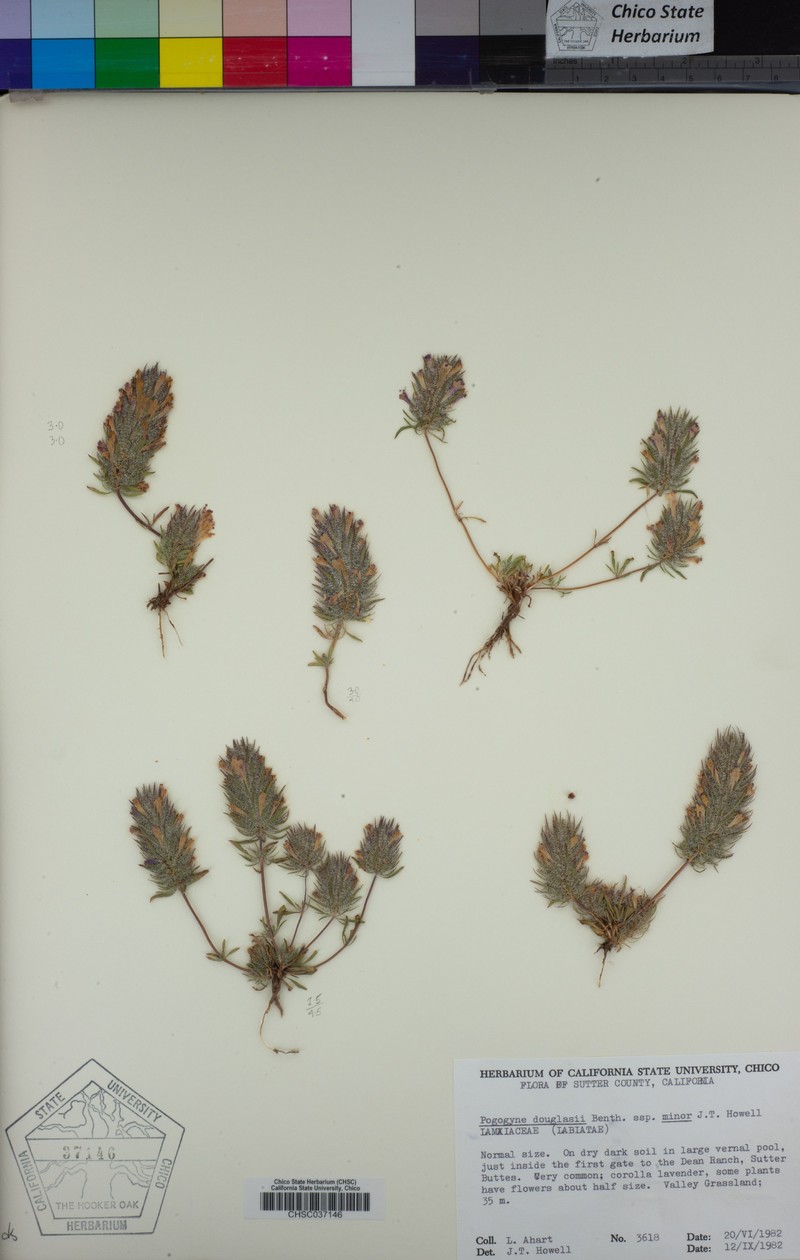 Pogogyne douglasii subsp. minor photo 3