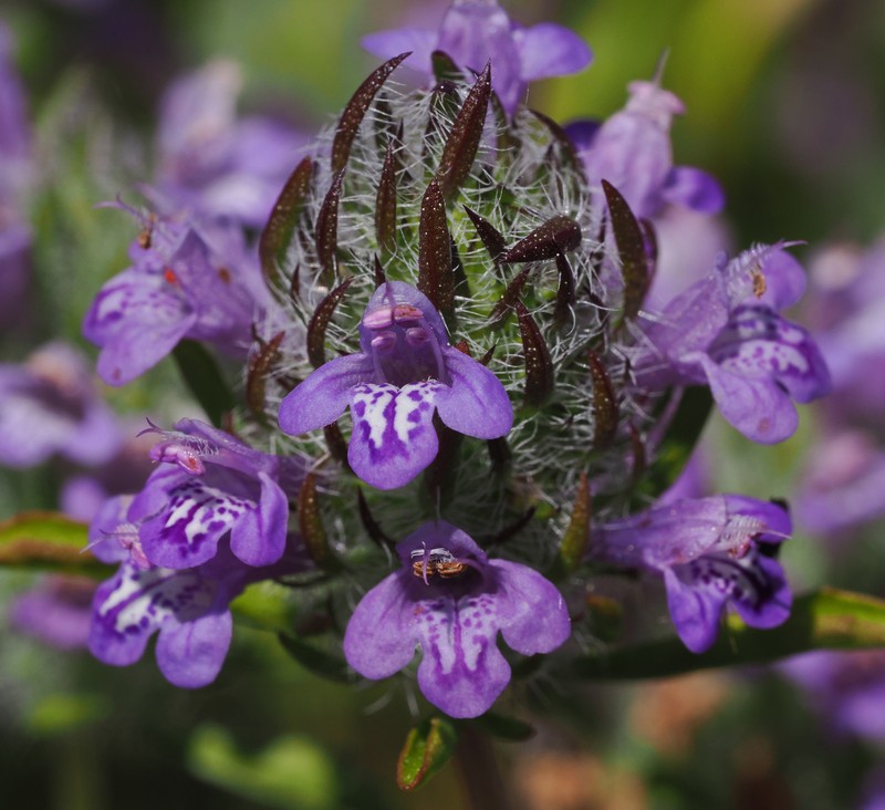 Pogogyne douglasii subsp. parviflora