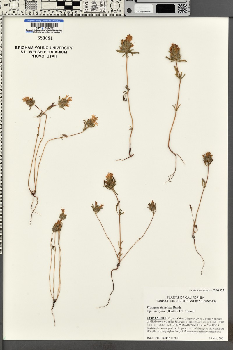 Pogogyne douglasii subsp. parviflora photo 2