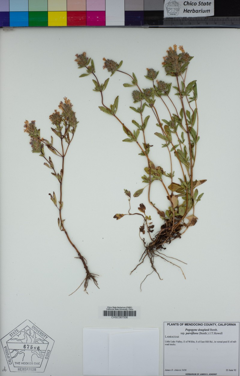 Pogogyne douglasii subsp. parviflora photo 3