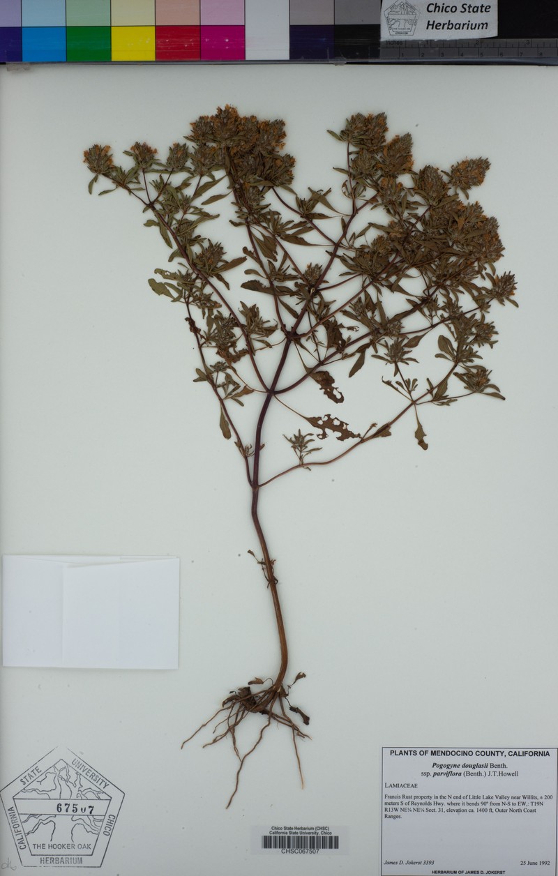 Pogogyne douglasii subsp. parviflora photo 4