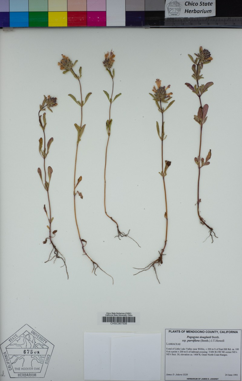 Pogogyne douglasii subsp. parviflora photo 5