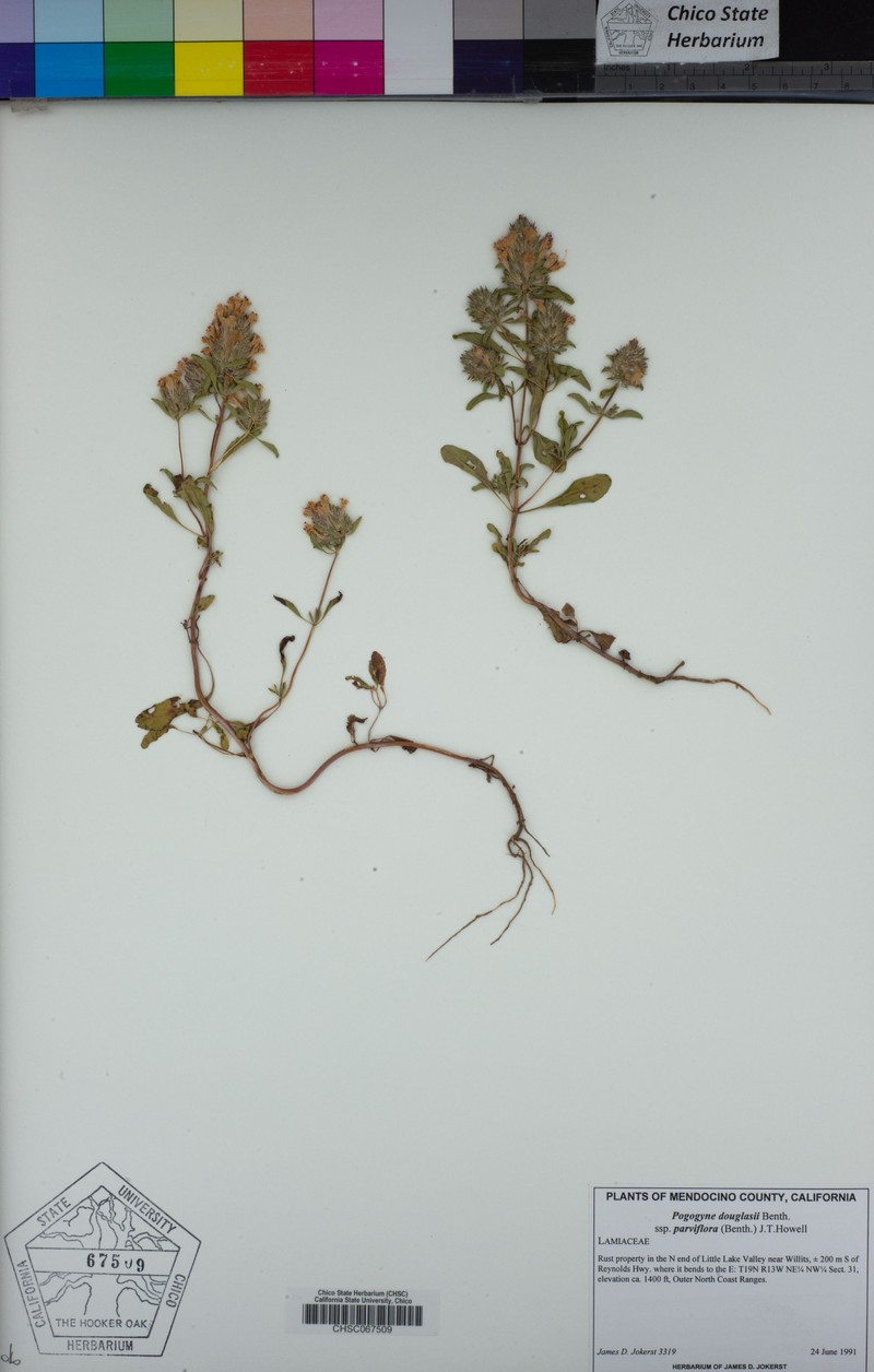 Pogogyne douglasii subsp. parviflora photo 6