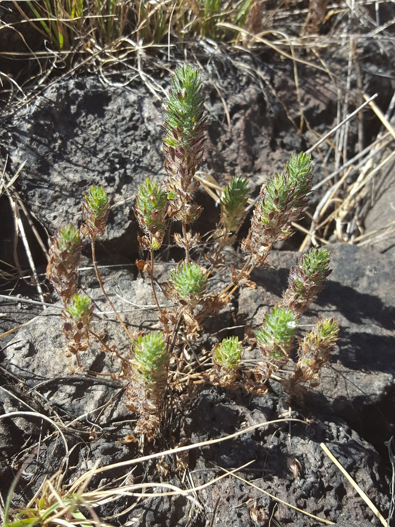 Profuseflower Mesamint