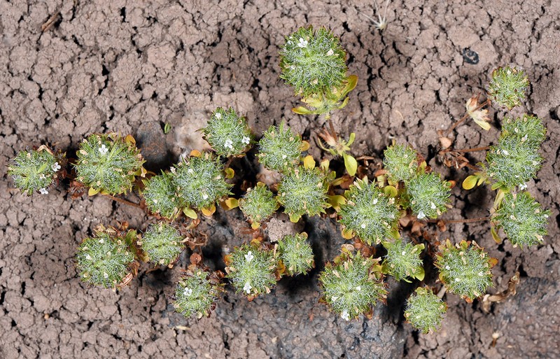 Profuseflower Mesamint photo 4