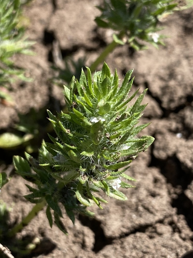 Profuseflower Mesamint photo 5