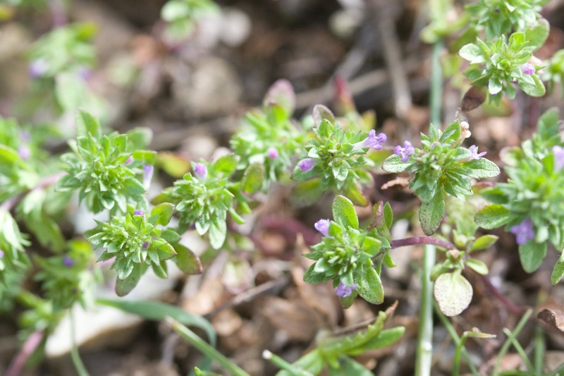 Thymeleaf Mesamint
