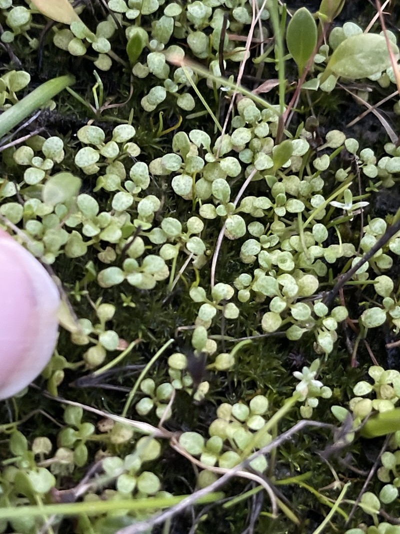 Thymeleaf Mesamint photo 3